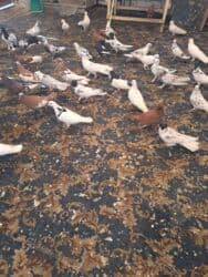 quş yuvasi: 4 manat Təsvir: - Növlər: müxtəlif rəng və naxışlarda ev/oyun — 2