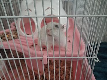 hamster evi: Hamster və qəfəs dəsti Məhsulun təsviri: - Nəfəsalan metallı — 4