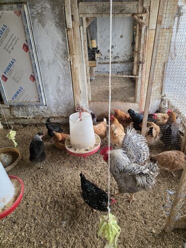 Mal-qara: Toyuq, Damazlıq — 2