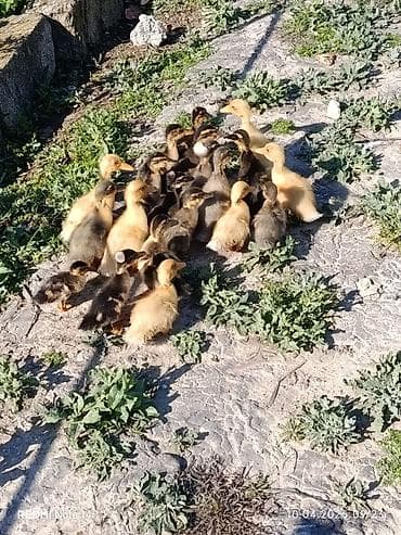 Pekin qışqıran qarışıq ördək balaları.biri 2.50. hamsini goturene