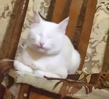 van pişiyi qiymeti: Ağ tüklü ev pişiyi - Tamamilə ağ rəngli, qısa/orta uzunluqda yumşaq — 1