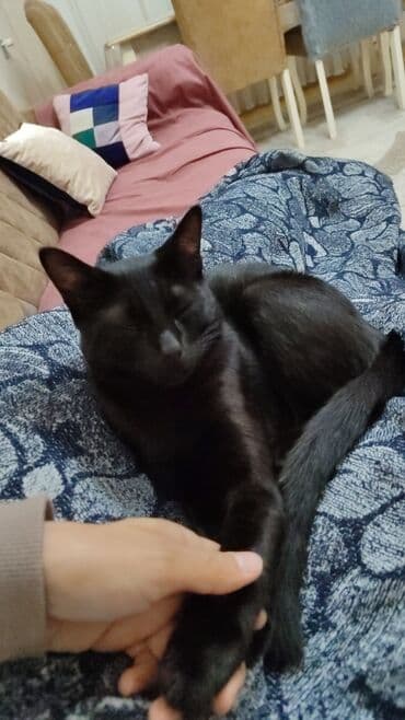 qara pişik: Yaxşı əllərə — 4