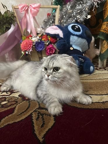 heyvan sahiblendirme: Şotland uzun tüklü — 3