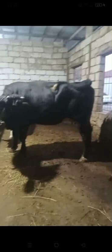 Erkək, il: 3, 900 kq, Ətlik — 4