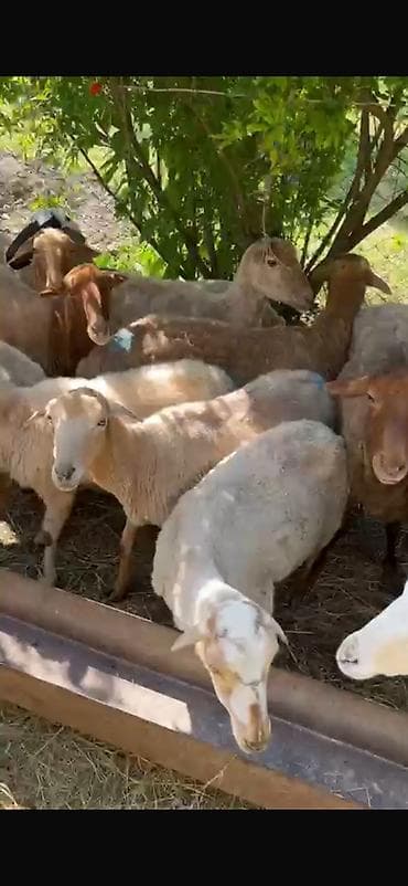 Mal-qara: Təcili satılır! 🐑 19 baş tam sağlam, cavan qoyun satılır. ✅ 18 ədəd — 2