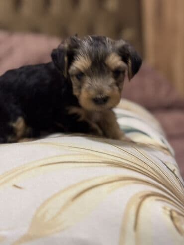 it yuvasi: Yorkşir teryer, 1 ay, Erkek, Sənədli — 4