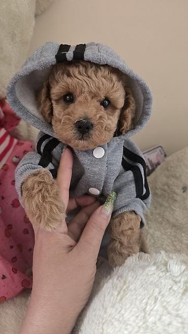 xasqi balaları: Ödənişli çatdırılma — 1