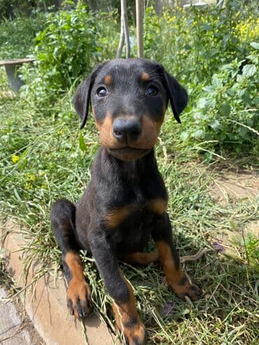 cane corso qiyməti: Doberman, 2 ay, Erkek, Sənədli, Rayonlara çatdırılma, Pulsuz çatdırılma, Ödənişli çatdırılma — 2