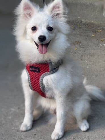 отдам в добрые руки шпица: Шпиц, 4 месяца, Самец — 1