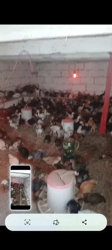Astaralop 5m kend cuceleri 3 manat lalafo.az -da Astaralop 5m kend cuceleri 3 manat