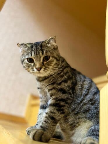 Şotland yastı qulaq, Erkək