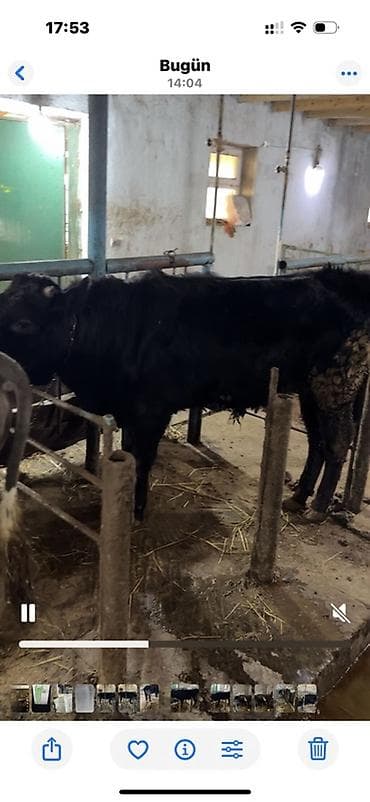 Qara rəngli iri buğa/malda heyvandarlıq üçün təklif olunur