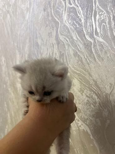 Gözəl balaca pişik balası – açıq krem/gümüşü rəngdə xəz, iri qara