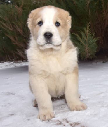 Akvariumlar: Алабай (Alabay) Племенной питомник предлагает щенков среднеазиатской — 2