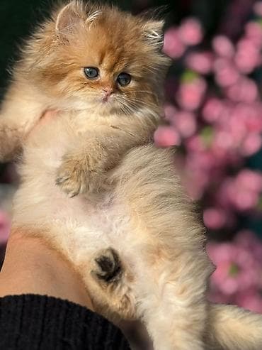 cins pisik cutlesdirme: Fars — 5