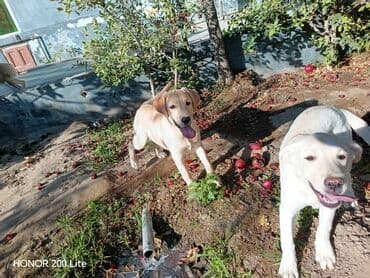 лабрадор купить: Labrador-retriver, 5 ay, Dişi, Peyvəndli, Ünvandan götürmə — 2