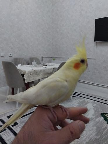 Heyvanlar üçün mallar: Narinqa rəngli nimfa tutuquşu (cockatiel) - Rəng: açıq sarı-krem — 5