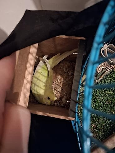 avçarka bala: Məhsul: Dalmatian naxışlı yaşıl-sarı büdcərigar (dalmatin/quşcığaz – — 3