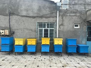 ətlik inək cinsləri: Arıçılıq üçün taxta arı pətəkləri - Model: çoxkorpuslu taxta pətək - — 4