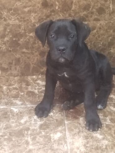 Kane-Korso, 3 ay, Ünvandan götürmə