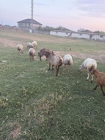 qoyun derisi: 9 baş qoyundur, 4 ü boğazdır. Biri 3 cü qarındı. Qısırlarda var — 4