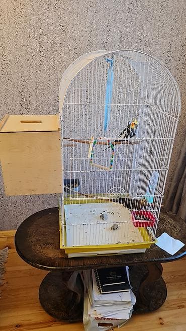 Tutuquşları: 2 korella qəfəslə və yuvayla 1 aylıq yem və vitaminləri ilə birlikdə — 1