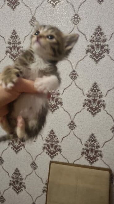 Tabbi, Erkək, Yaxşı əllərə, Ünvandan götürmə — 20
