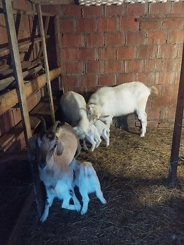 Бараны, овцы: Süd keçiləri və balaları Sani və alpin sortları keçilərdir 8bala 4ana — 3