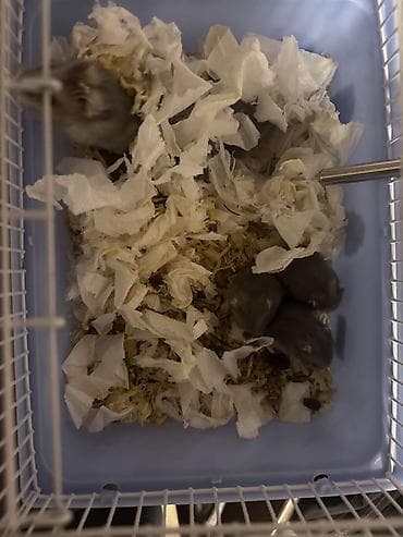 xamyak qəfəsi: - Məhsul: Kiçik gəmirici ev heyvanları (hamsterlər) - Təsvir: Şəkildə — 1