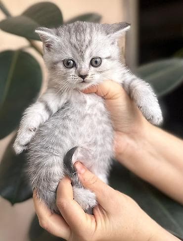 ordek sekilleri: Britan — 7