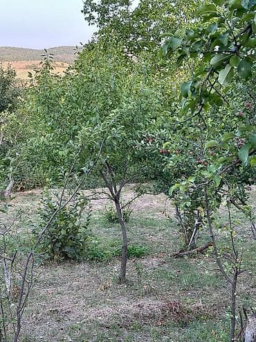 qəbələdə torpaq qiymətləri: 22 sot, Mülkiyyətçi, Bələdiyyə — 5