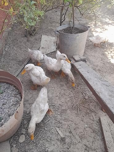 Digər quşlar: Iyun ayının 10 cıxıblar secme 5.üst üstde 4 manatdan vererem — 3
