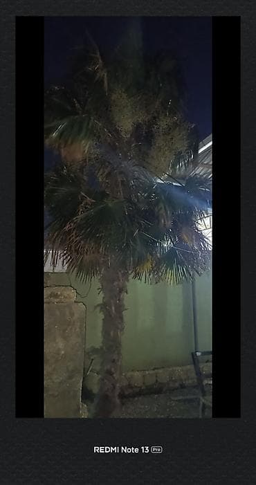 çiyelek agaci: Təcili satılır qiymətde razılaşmaq olar binededi Dekorativ palma ağacı — 1