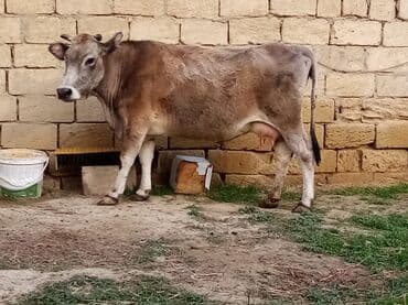 inek fermasi: Salam südverən İNƏK. 6.7 LİTİR SÜD VERİR YAĞLI SÜDÜ VAR DİŞlİ CAVAN — 10