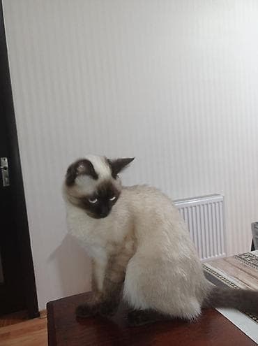 ev pişiyi satışı: Siam, Dişi, Yaxşı əllərə — 2