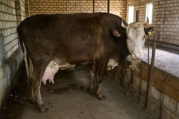 inək simental: 16 17 litr sudi var kim nece gun isteyir gelib sagib baxa biler.arxa — 1