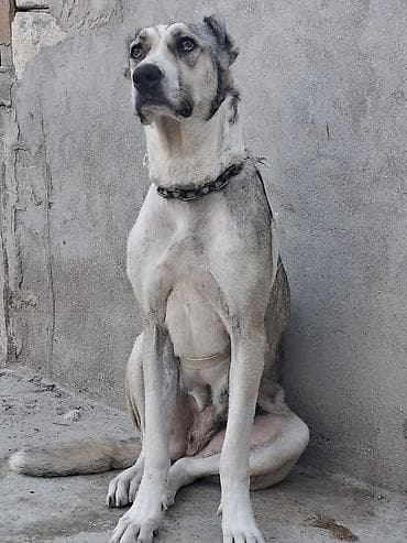 bakida itlerin satisi: Qurdbasar, 2 il, Dişi, Ünvandan götürmə — 9