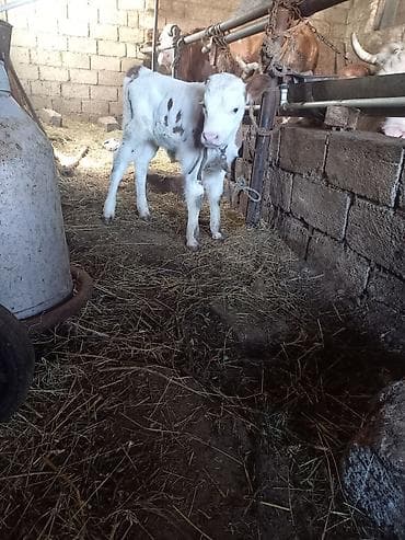 cins ineklerin satisi 2019: Dişi Süni mayalanma — 4