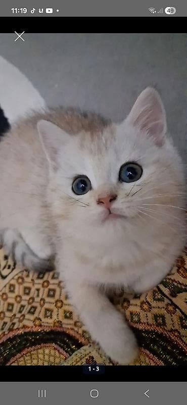 depo gold instagram: Qızıl şinşilla, Dişi, Yaxşı əllərə, Ünvandan götürmə, Ödənişli çatdırılma — 2