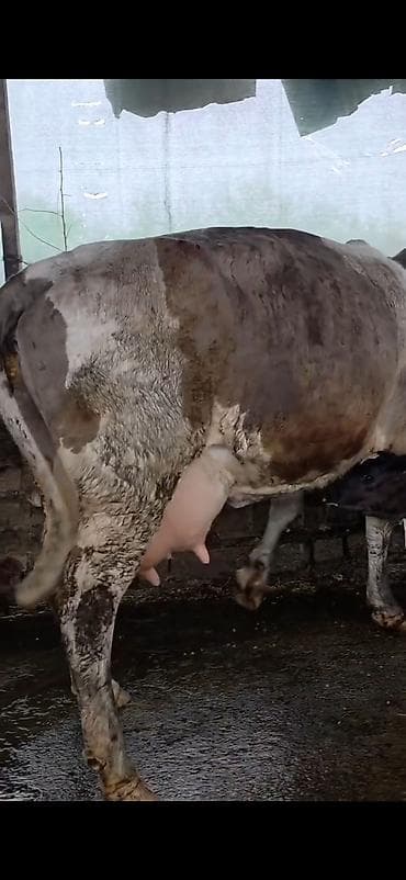 itlerin satisi ve qiymetleri: Südlük inək və bala -cins sives süd verimi 21 lt qarantia verirem — 6