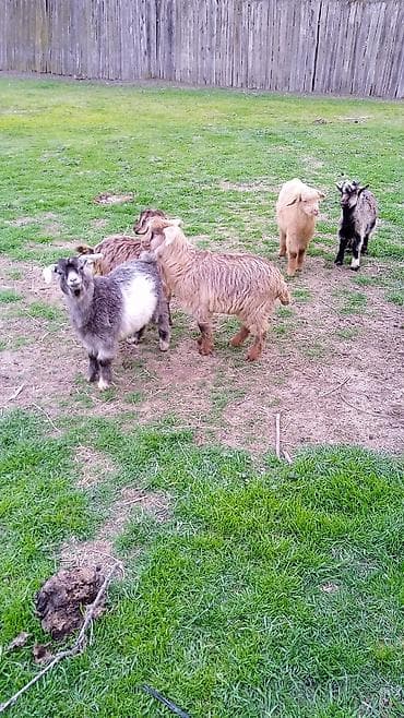 Salam cebişler 3 ayliqdi riyal alıcılar zeng vursun qiymet 110 manat — 3