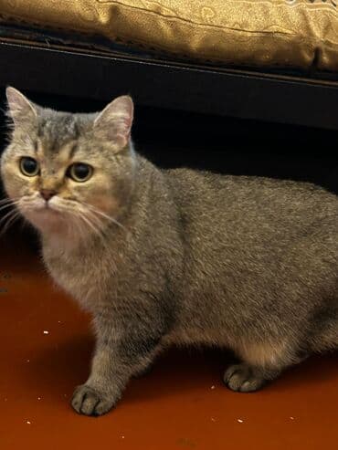 Lincoln: Британская, Самка, В добрые руки, Платная доставка — 6