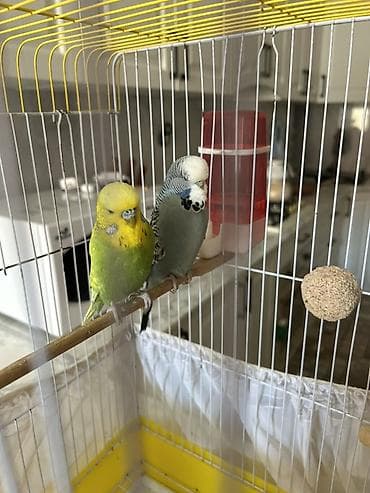 pomeranian satilir: Təmiz qan Çex tutuquşuları satılır 🦜 Quşlar çox sağlam, aktiv və — 5