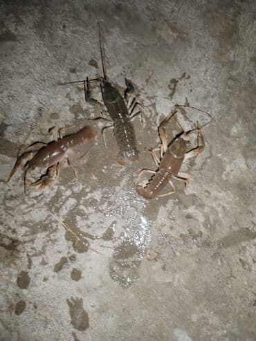 Süd məhsulları və yumurtalar: Məhsul: Canlı xərçənglər (çay xərçəngi) Təsvir: - Təzə tutulmuş çay — 2