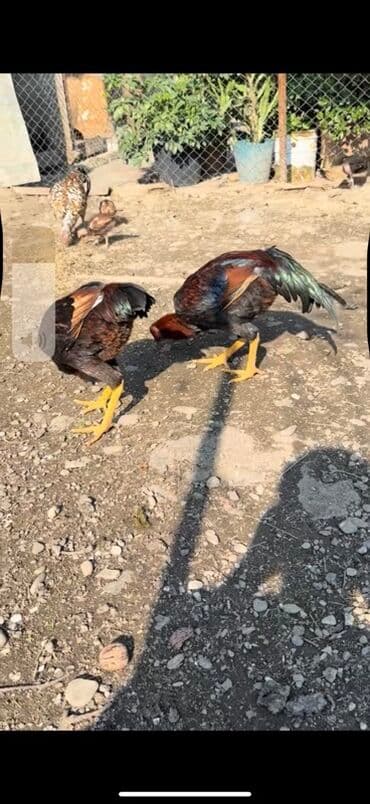 yaponka xoruzlar: Məhsul: Uzunboyun, möhkəm ayaqlı, sərt bədən quruluşlu döyüş tipli — 11