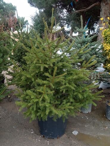 sumax ağacı: Yeni il şamları Pixta və Kremlovski təbii şamlar dibçəkdə topdan en — 3