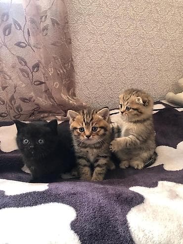 sibir pisiyi: Qızıl şinşilla, Yaxşı əllərə — 3