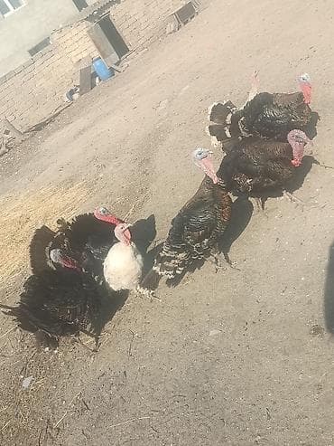 Salam tam sağlam heyvanları 9 ədədi 5 Erkeyi 4 dişi yumurta lalafo.az -da Salam tam sağlam heyvanları 9 ədədi 5 Erkeyi 4 dişi yumurta