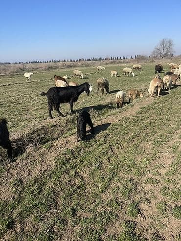 Ördəklər: Satılır: Qara rəngli keçi balası (oğlaq) - Növ: Yerli/qarışıq cins — 4