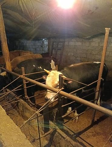 cins inek: Inəklər, öküzlər — 2